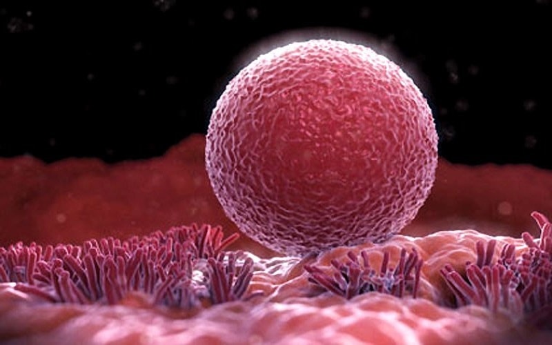 Nang trứng: Thông tin, Cấu trúc, Chức năng và Quá trình phát triển 12 Noãn