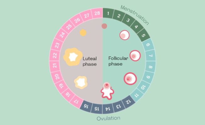 Thời gian rụng trứng kéo dài bao lâu