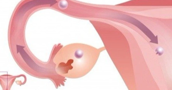 Thuốc tránh thai hàng ngày bao lâu có tác dụng? Giải đáp chi tiết 3 ức chế sự rụng trứng